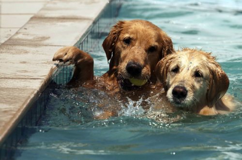 Imagem ilustrativa | O hotelzinho tem até piscinas para os cachorros