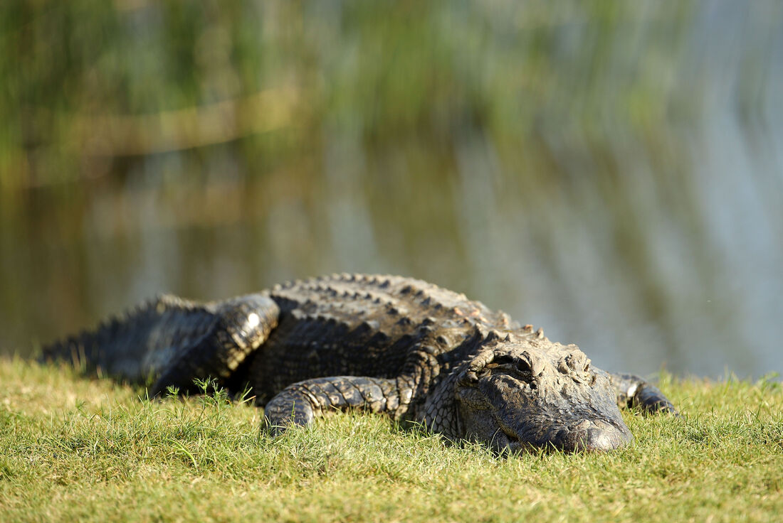 Crocodilo 