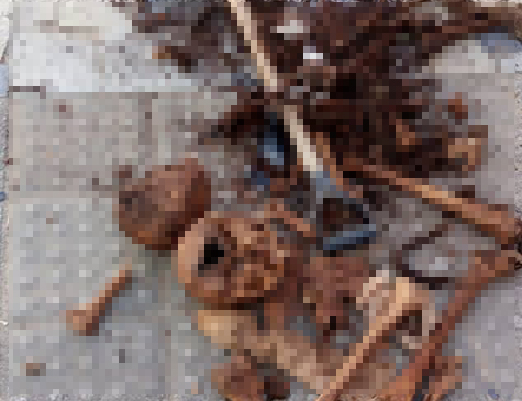 Restos mortais foram espalhados em calçada em Glória do Goitá, na Zona da Mata Norte de Pernambuco