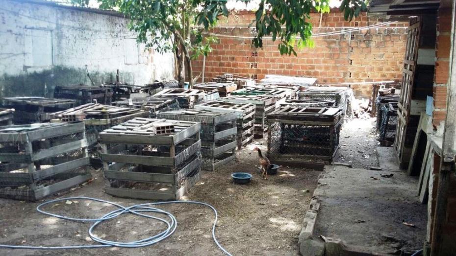 O trabalho de apreensão de madeira é constante