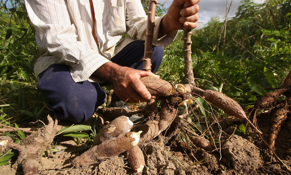 Agricultura familiar