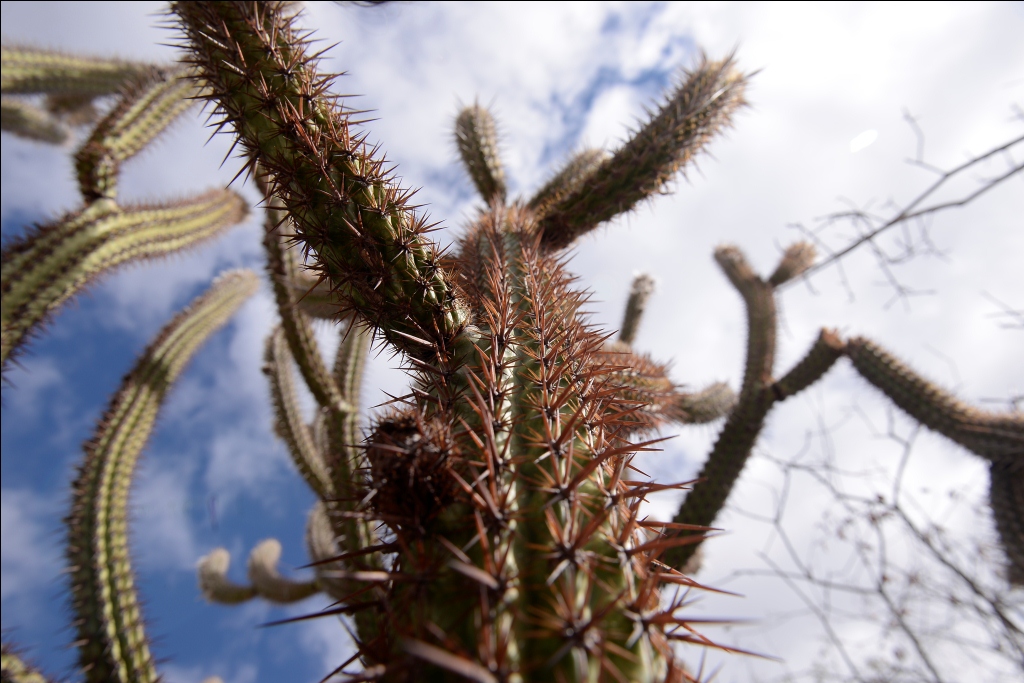 Caatinga, um dos ambientes mais hostis para sobrevivência humana na América Latina