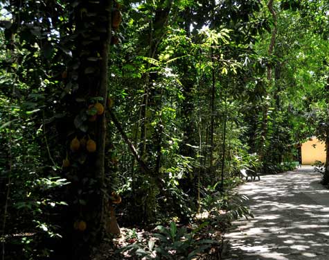 Trilha do Jardim Botânico