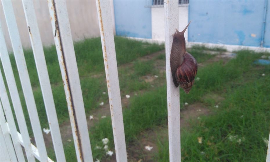 Caramujo é vetor da doença