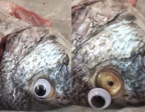 Peixaria usava olhos de plástico nos peixes