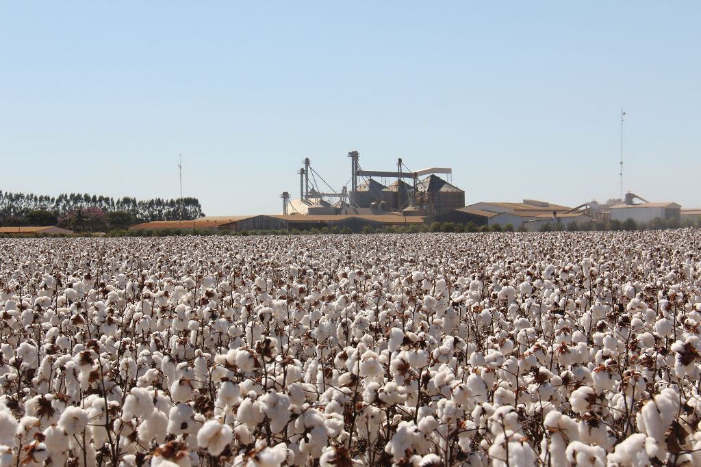 Commodities continuarão puxando economia brasileira no segundo semestre. Mas PIB deve perder força, dizem economistas