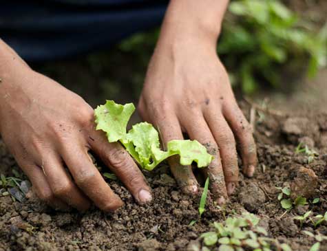 Plantação