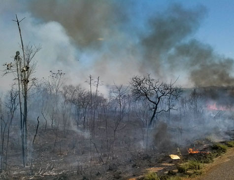 Desmatamento na Amazônia