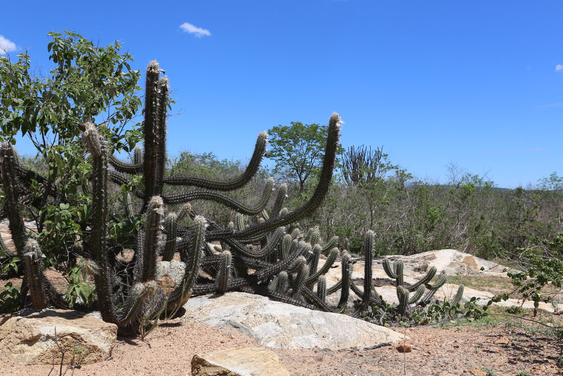 Caatinga