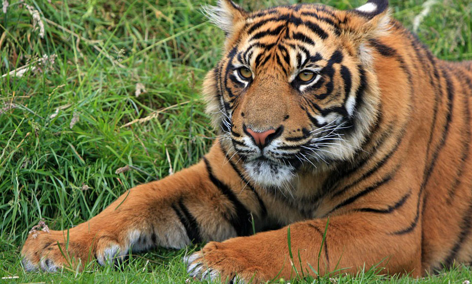 Atualmente existem menos de 400 espécimes que vivem em estado selvagem