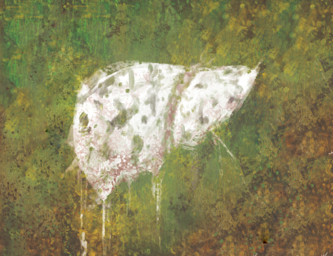 Fígado é órgão extremamente importante para a metabolização