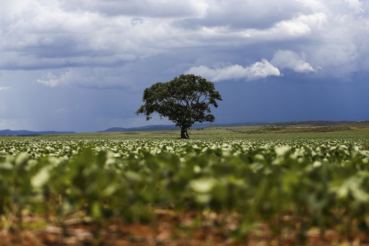 Plantação de soja