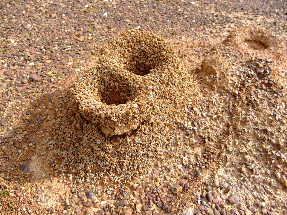 Ao contrário dos seres humanos, as formigas não precisam de comunicação para trabalhar