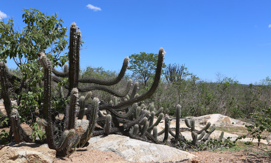 O intuito do documento é oferecer uma compreensão do processo da desertificação