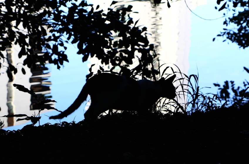 Gatos também são vítimas