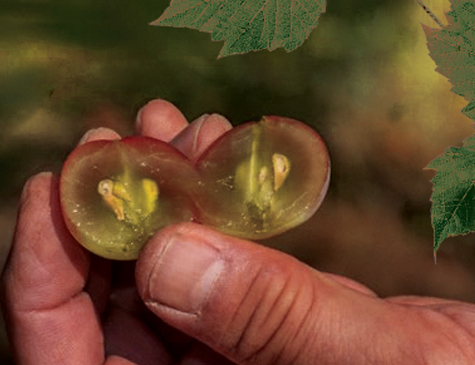 A uva é o fruto mais antigo conhecido pela humanidade