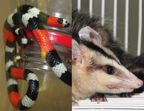 Cobra coral e timbu foram recolhidos pela CPRH