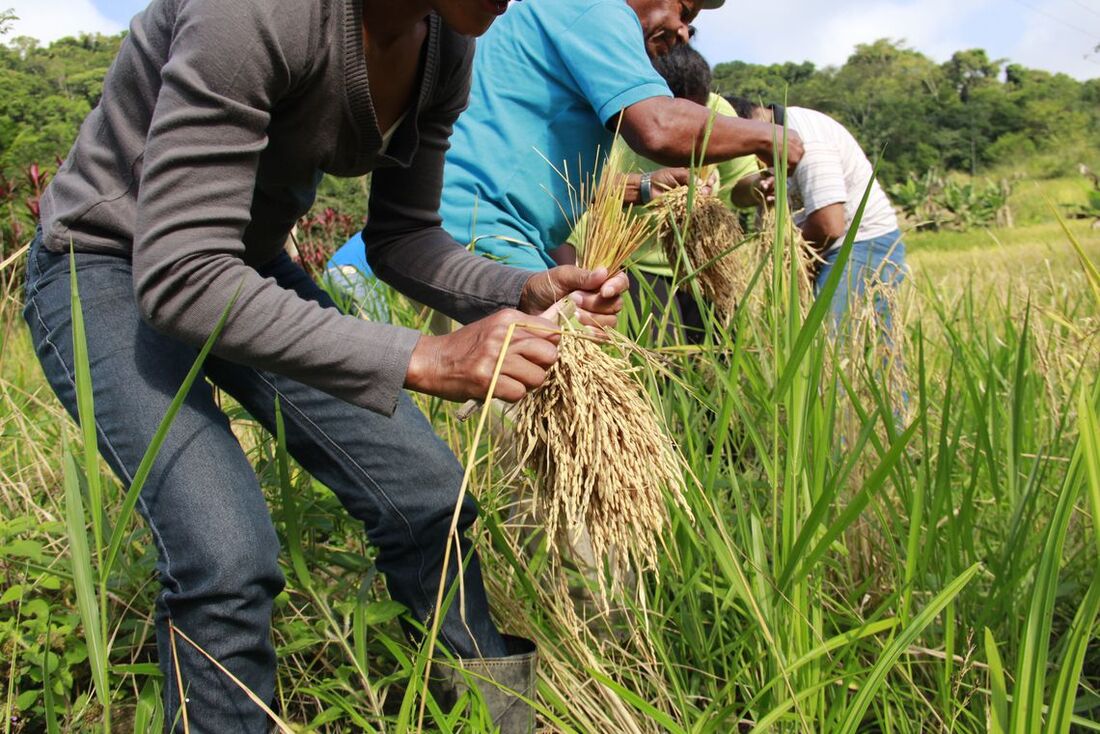 Arroz produzido por quilombolas abastece cozinha solidária em Sergipe