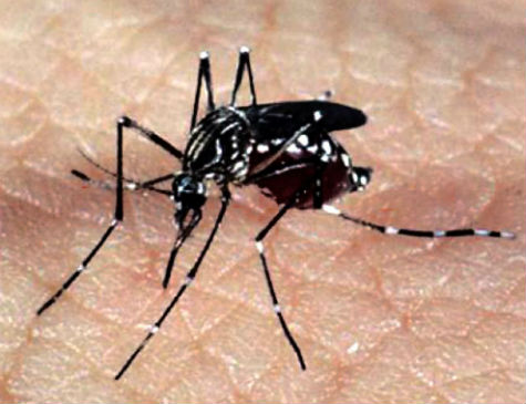 Mosquito Aedes Aegypti