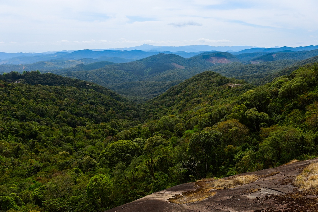 Mata Atlântica é um dos principais biomas brasileiras