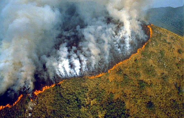 Foto foi publicada no jornal Guardian em 2007, em uma matéria especial sobre o desmatamento desta floresta