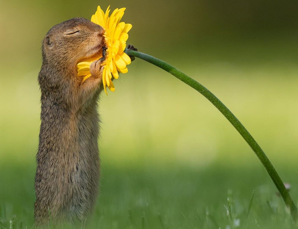 Esquilo parece estar apaixonado pela flor