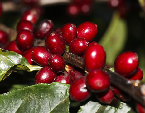 Plantação de café