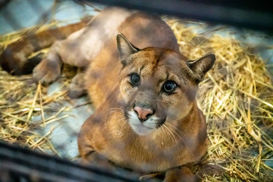 Animal foi vítima de atropelamento e tinha balas de chumbo pelo corpo