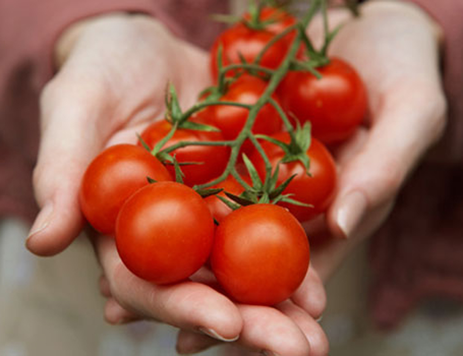 Tomates orgânicos