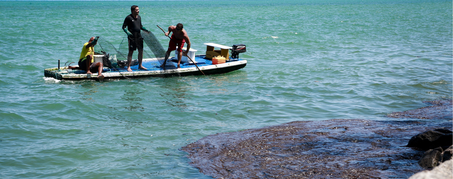Óleo no litoral