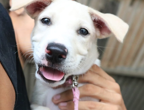 Mutirão veterinário ocorre neste sábado (26)