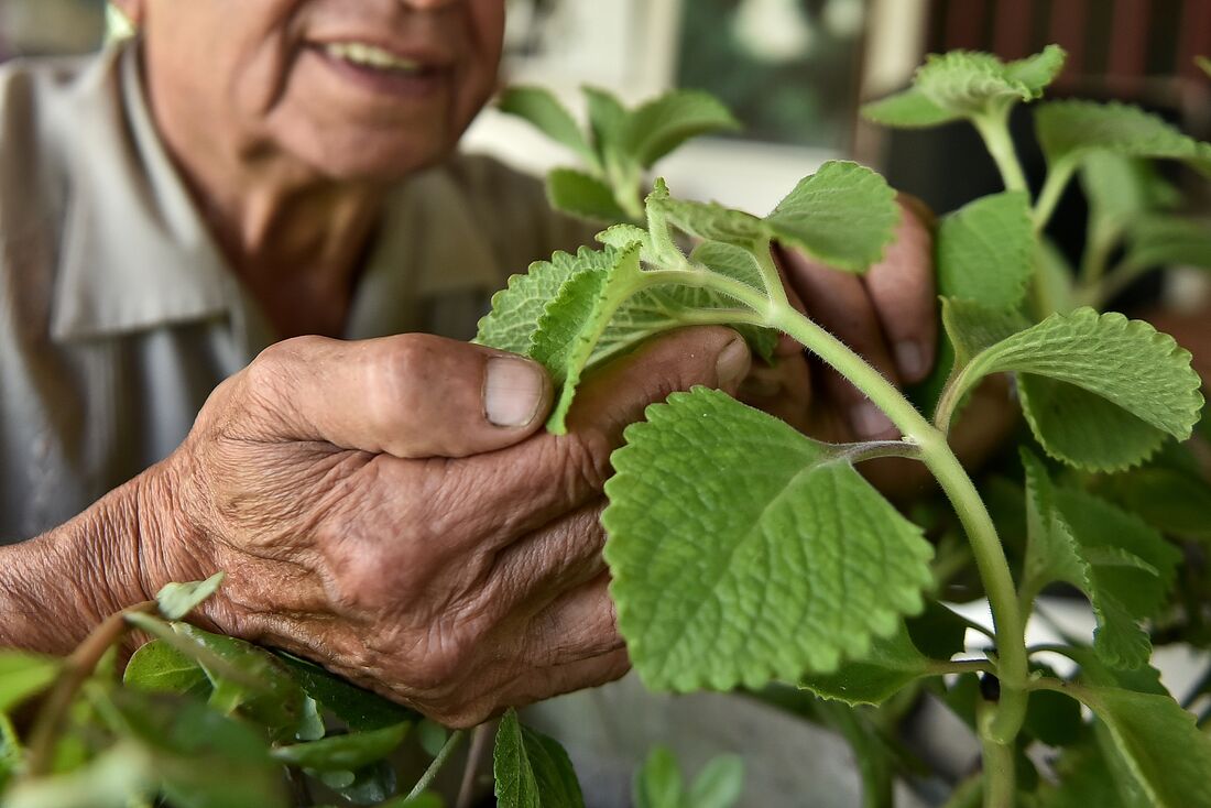 Balas de hortelã aumentam estado de alerta em pessoas com resfriado, sugere novo estudo