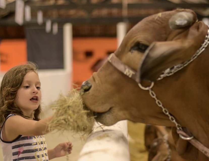 Feira reunirá cerca de três mil animais