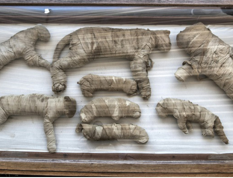 Múmias de felinos descobertos na necrópole de Saqqara, em Gizé, sul do Cairo