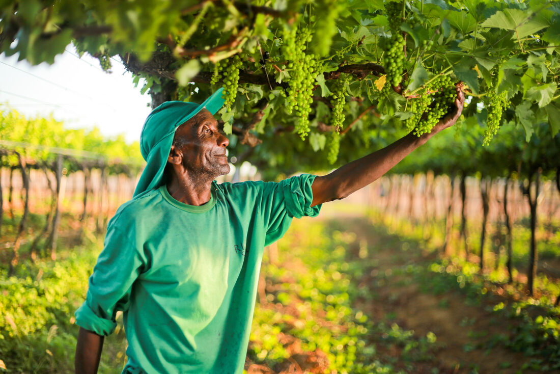 A fruticultura é o setor responsável pela maioria das vagas formais geradas em Petrolina