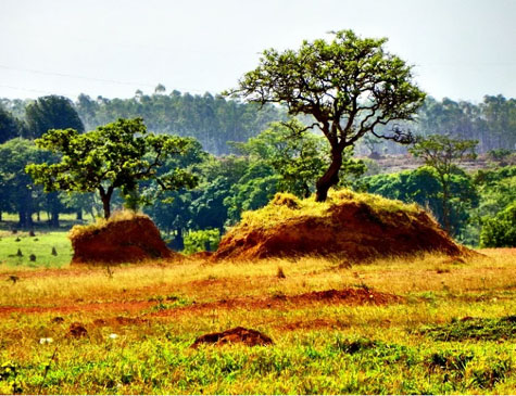 Desmatamento no cerrado, em Goiás