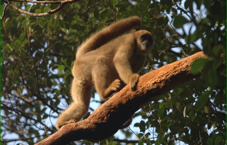 Macacos saguis são encontrados mortos em Floriano e suspeita é de  intoxicação - Cidades em Foco