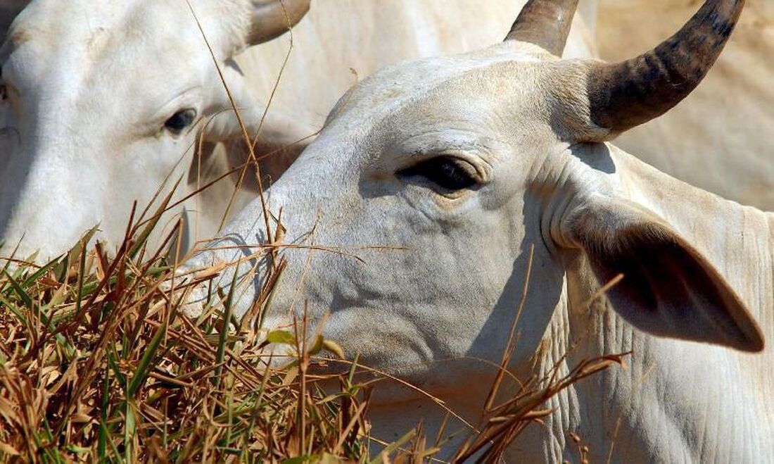 Exportação de carne bovina