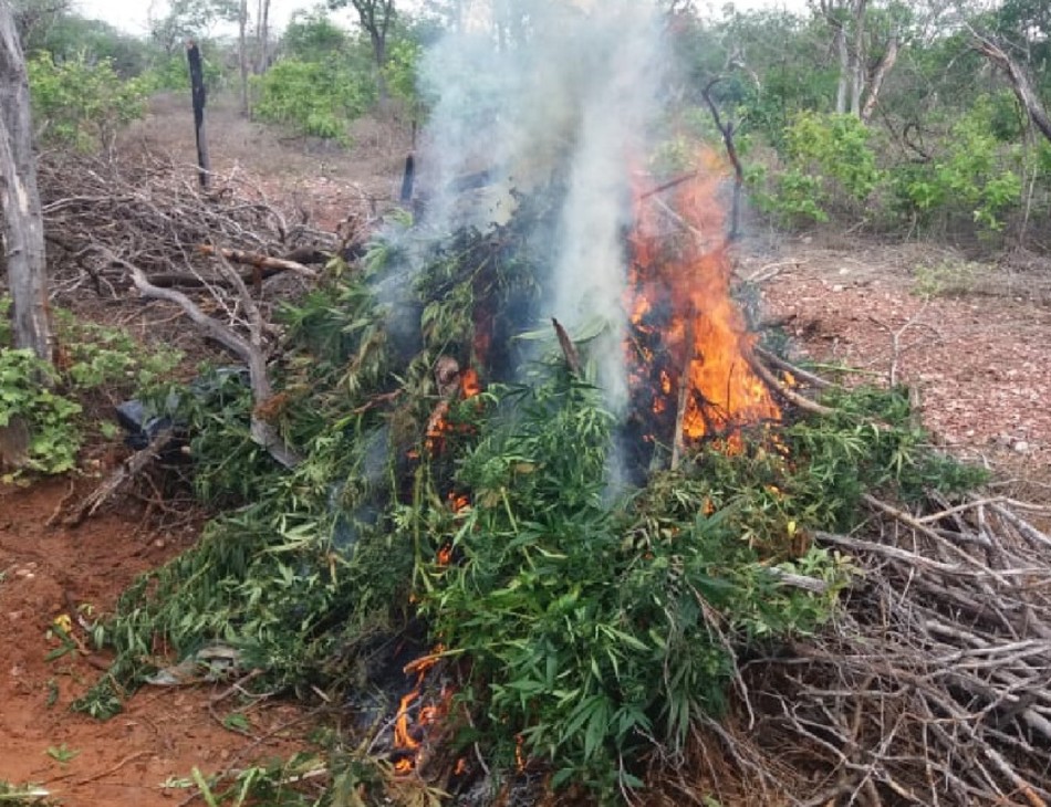 Pés de maconha em Cabrobó