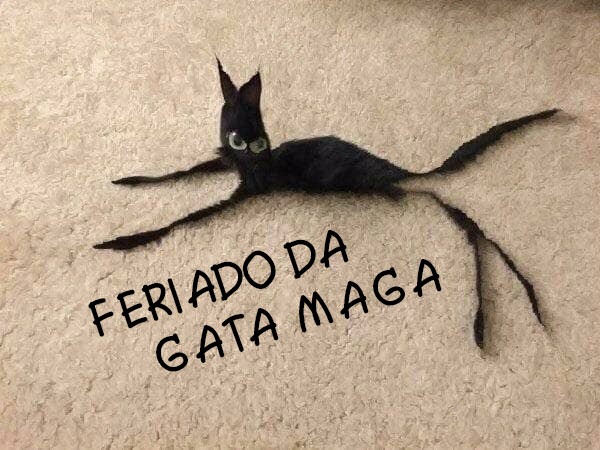 Meme do 'feriado da gata maga'