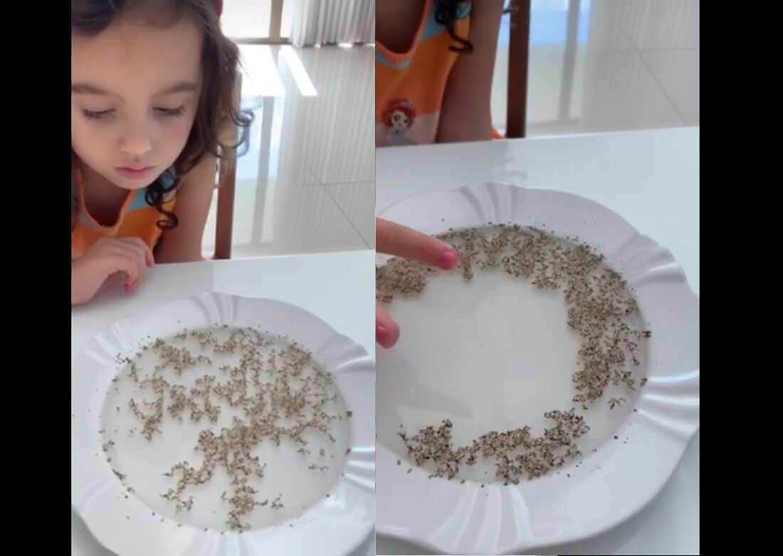 Experimento didático viraliza nas redes.