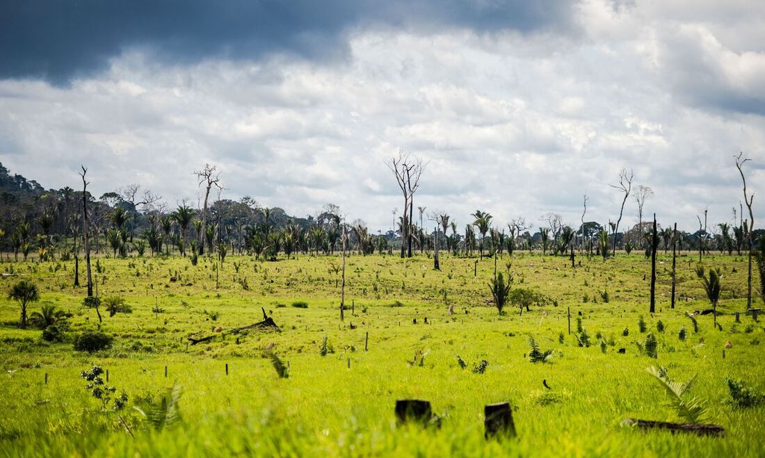 Desmatamento na Amazônia