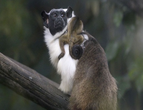 Filhote de sauim-de-coleira nasceu no Jardim Zoológico de Brasília