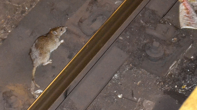 Rato em Nova York, nos Estados Unidos