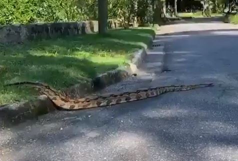 Jiboia invade condomínio de Tatá Werneck