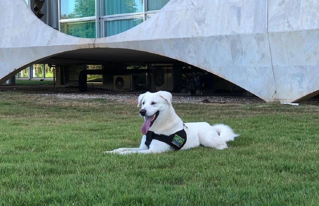 Augusto Bolsonaro, novo cachorro da família Bolsonaro