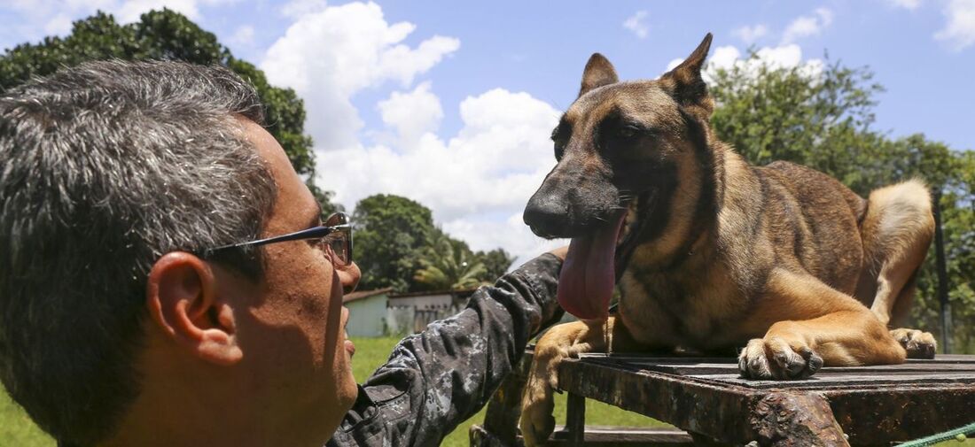 Cães auxiliam na segurança