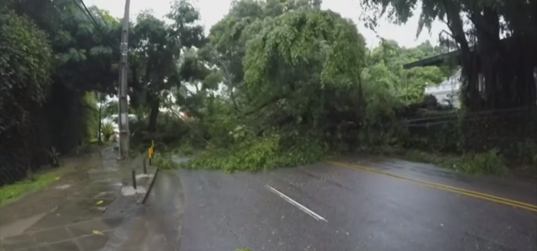 Árvore caiu durante a madrugada