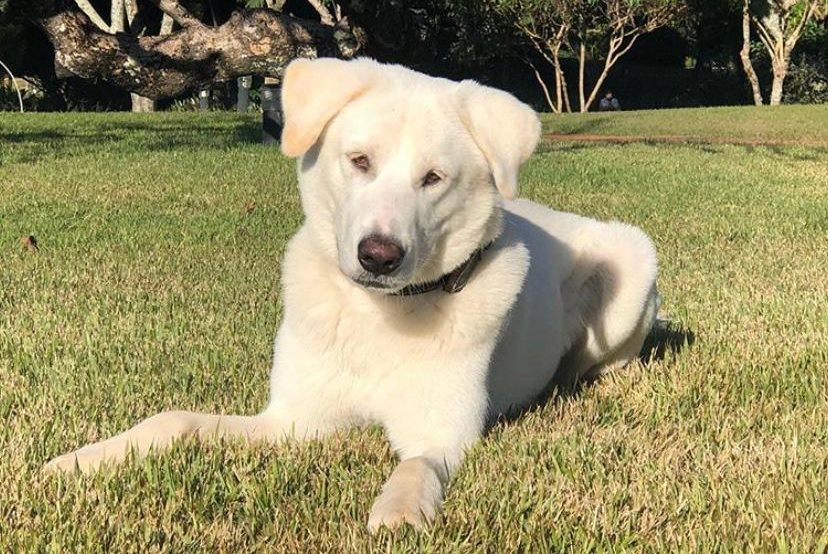 Cachorro ganhou o apelido de Augusto Bolsonaro