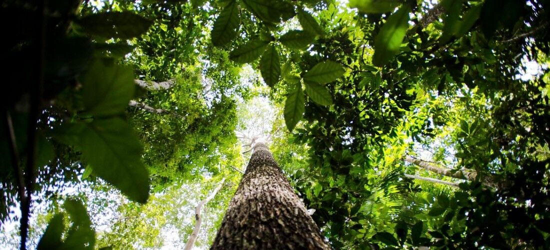 Floresta Amazônica.